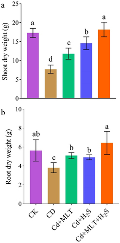 Figure 1. Exogenous MLT (melatonin) and H2S (hydrogen sulfide) individual and combined application effect on shoot dry weight (a), and root dry weight (b) of ornamental stock seedlings grown under Cd (cadmium) stress. Data are mean ± SE of six replicates (n = 6). Significant differences are revealed via lowercase letters above the bars (at p < 0.05), based on LSD test.
