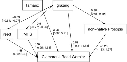 Figure 3. Path analysis used for the Clamorous Reed Warbler occurrence probability, with estimated slopes for the simple linear regressions of P. juliflora, mean shrub height (MHS) and reed on grazing, and with estimated partial effects of a logistic regression (with logit-link) predicting Clamorous Reed Warbler occurrence from the other five variables. Numeric variables centred and scaled. Values are point estimates and 95% intervals in brackets.