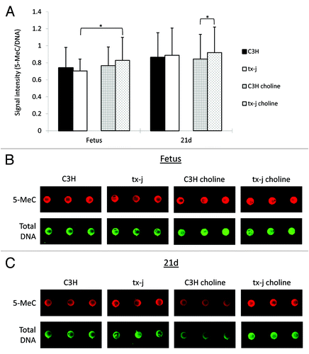 Figure 4. Global DNA methylation. Global methylation of hepatic DNA was similar in fetal livers of C3H and tx-j mice at baseline without maternal choline treatment. Tx-j mouse fetal livers from maternal choline treated mice had increased global DNA methylation compared with livers from untreated mice, whereas among choline supplemented groups at 21d, tx-j livers had increased DNA methylation compared with livers of C3H mice (*P < 0.01). Each dot for each genotype/treatment group represents an individual sample from one representative mouse.