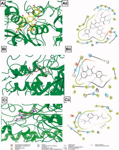 Figure 8. Illustrations of molecular interactions (left: 3D and right: 2D) between the highest binding energies of BPFRF constituents and standard against BuChE target. Carlinoside (yellow) (Ai, Aii). Quercetin (grey) (Bi, Bii). Rivastigmine (purple) (Ci, Cii).