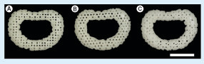 Figure 6. Photographs of the 3D printed intervertebral disc scaffolds with three different internal architectures. (A) Architecture A (0°/90° strand structure). (B) Architecture B (0°/60°/120° strand structure). (C) Architecture C (0°/45°/90°/135° strand structure) (scale bars: 1 cm).