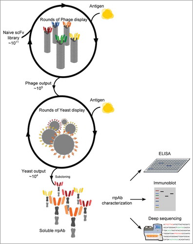 Figure 1. Selection scheme. After antibody selection by phage display, the selection outputs are transferred to a yeast display vector where additional fluorescence activated cell sorting is carried out. Antibodies are then recloned for secretion and tested for specificity.
