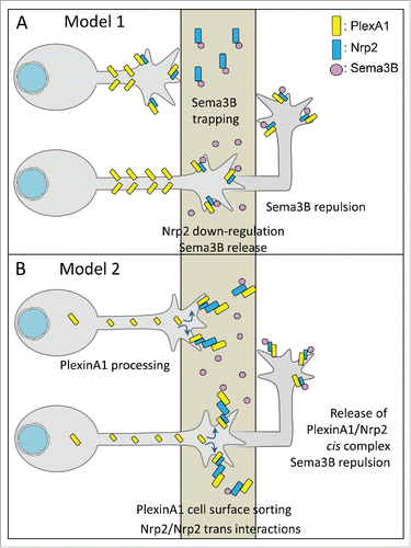 Figure 4. Models. for the regulation of the semaphorin signaling from pre-crossing to post-crossing. (A) In this model, PlexinA1 and Nrp2 are both expressed at the growth cone surface of pre-crossing commissural axons. Their sensitivity to Sema3B is prevented by trapping of Sema3B by FP-Nrp2. After the crossing, Nrp2 is transcriptionnaly downregulated in the FP at E13, which releases Sema3B and allows repulsion. (B) In this model, cell surface PlexinA1 is kept at low levels in pre-crossing commissural axons, to desensitize them to Sema3B. Upon crossing, calpain activity is suppressed by FP GDNF, PlexinA1 reaches the growth cone surface and can associate with Nrp2. The receptor complex activity is blocked by FP Nrp2 and PlexinA1, until the crossing is achieved. After the crossing, the complex is functional for Sema3B repulsion.