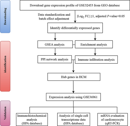 Figure 1 Workflow chart of this study.