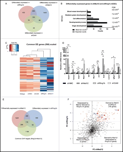 Figure 3. Ring1b and Med12 repress key developmental genes in mESCs. (A) Venn diagram of differentially expressed (DE) genes in control and knockdown mESCs. (B) GO analysis of biological functions of genes differentially expressed in both shMed12 and shRing1b mESCs. (C) Heatmap illustrating the expression profile of the genes differentially expressed in shMed12/shRing1b in control (shNMC), wild type, Cdk8 (shCdk8), Med12 (shMed12) and Ring1b (shRing1b) knockdown mESCs. (D) Knockdown of either Ring1b or Med12 causes de-repression of their common target genes in mESCs. Shown are the relative expression levels of selected Ring1b/Med12 target genes in the aforementioned cell lines. The relative mRNA levels are represented as fold change to the shNMC samples +/− SEM, n = 3. *** P-value< 0.0001, ** P-value < 0.001, * P-value < 0.02, as calculated by 2-tailed, unpaired t test. (E) Med12 and Ring1b directly control the expression of 116 genes. Venn diagram illustrating the overlap between differentially expressed genes in shMed12 and shRing1b mESCs and their common ChIP targets (Fig. 1A- 1670 genes). (F) Med12 and Ring1b repress the common target genes in mESCs. The plot depicts the expression Fold Change (FC) of the 116 direct target genes (Fig. 3E). 100 out of 116 target genes (∼86%) are derepressed in both shRing1b and shMed12 mESCs.