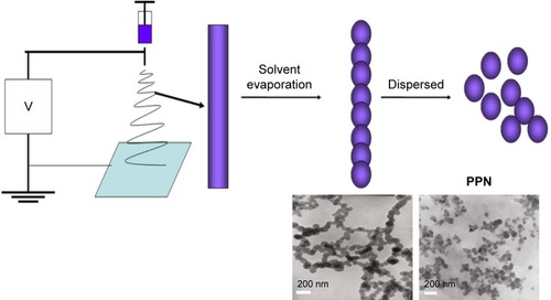 Scheme 1 Flow chart of pure paclitaxel nanoparticles (PPN) preparation process.