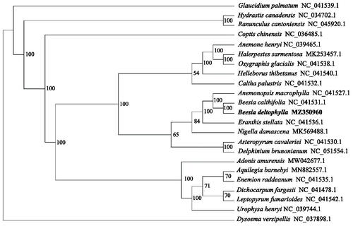 Figure 1. Maximum likelihood (ML) phylogenetic tree based on 23 complete chloroplast genomes. The tree was rooted using Dysosma versipellis, Berberidaceae, as outgroup. The bootstrap support values were marked above the branches.