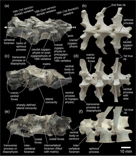 Fig. 2 (a, c, e) Cervicodorsal region (specimen IB/P/B-0981) of the spinal column of an indeterminable late Eocene penguin from Seymour Island, Antarctic Peninsula and (b, d, f) the present-day gentoo penguin (Pygoscelis papua). Short free ribs that articulate with the cranialmost vertebra (in the latter specimen) have been removed. (a–b) Dorsal, (c–d) ventral and (e–f) side (right) view.