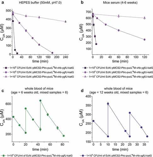 Figure 6. UA degradation by the engineered EcN strain in buffer, serum and mice blood samples. (a) UA degradation by the EcN cells in HEPES buffer (50 mM, pH = 7.0). (b) UA degradation by the EcN cells in mice serum. (c) The degradation ability of engineered EcN strain in the mixed blood of young mice (ages at 6 weeks old, mixed blood samples = 6), (d) The degradation ability of engineered EcN strain in the mixed blood of old mice (ages at 12 weeks old, mixed blood samples = 6). The indicated EcN strain was added to degrade UA in the sample, and then UA was added in several rounds. Three parallel experiments were executed to obtain averages and to calculate STDEV.