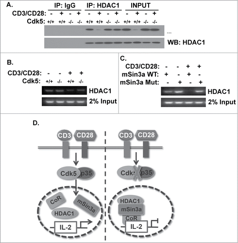 Figure 5. Phosphorylation of mSin3a by Cdk5 disrupts the formation of the HDAC1/mSin3a complex. (A) HDAC1 immunoprecipitates were isolated from nuclear lysates of primary wild type (Cdk5+/+) T cells or Cdk5−/- T cells either before or after stimulation with anti-CD3/CD28 antibodies. Immunoprecipitates were subsequently probed for mSin3a and HDAC1 expression by Western blot. (B) ChIP analysis was performed to assess the binding of HDAC1 to the IL-2 promoter in either Cdk5+/+ or Cdk5−/- T cells, either before or after activation with anti-CD3/CD28 stimulation. (C) Similarly, ChIP analyses were performed on Jurkat cells transfected with either Wild-Type (WT) or mutant (MUT) mSin3a plasmids to determine the binding of HDAC1 to the IL-2 promoter. (D) Diagram depicting the disruption of HDAC1 occupancy of the IL-2 promoter upon TCR stimulation, due to the presence of Cdk5/p35 activity, and the persistence of HDAC1 on the IL-2 promoter when the expression / activity of Cdk5 is disrupted.