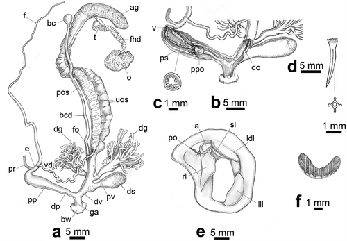 Figure 12. Reproductive system of Helix straminea from Laviano (Salerno). (a) Complete genitalia. (b) Distal genitalia and internal structure of penis and vagina. (c) Proximal penis section. (d) Dart and dart section. (e) Mantle edge and body lobes. (f) Jaw. a = anus, ag = albumen gland, bc = bursa copulatrix, bcd = duct of the bursa copulatrix, bw = body wall, dg = digital gland, do = dart opening, dp = distal penis, ds = dart sac, dv = distal vagina, e = epiphallus, f = flagellum, fhd = first hermaphrodite duct, fo = free oviduct, ga = genital atrium, ldl = left dorsal lobe, lll = left lateral lobe, o = ovotestis, po = pneumostomal opening, pp = proximal penis, ppo = proximal penis opening, pos = prostatic ovispermiduct, pr = penis retractor muscle, ps = penial sheat, pv = proximal vagina, rl = right lobe, sl = subpneumostomal lobe, t = talon, uos = uterine ovispermiduct, v = verge, vd = vas deferens. (Draft by I. Niero)