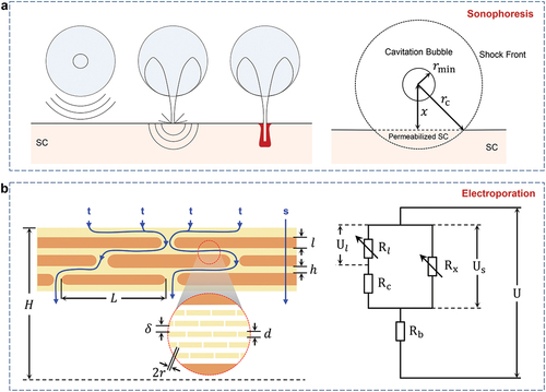 Figure 4. Existing theoretical models for TDD. a) Theoretical model for sonophoresis [Citation54]. Left: three possible modes through which inertial cavitation may enhance the permeability of stratum corneum. Right: a schematic illustration of a spherical shock wave propagating through the surface of stratum corneum. b) Theoretical model for electroporation [Citation155]. Left: structure and transport model of stratum corneum where the corneocytes are shown by the shaded area and are surrounded by the lipid domain. The lipid and lipid-corneocyte routes of ion transport are denominated as t and s, respectively. The inset shows the multi-lamellar lipid domain after formation of electropores. Right: the equivalent electrical scheme of stratum corneum. U, Us and Ul are the voltage drop on the corresponding resistances.