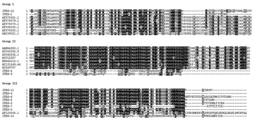 Figure 3 Multiple Sequence Alignments (MSA) of predicted amino acid sequences of the reverse transcriptase domains of Ty3-gypsy retrotransposons of jute and other species (Table 2). (a) is the Group I, (b) is the Group II and (c) is Group III according to the phylogenetic tree.