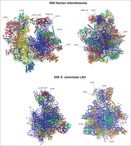 Figure 1. Structure of mitochondrial ribosomes. Top panel, human 55S; bottom panel, yeast LSU. LSU rRNA is shown in blue, SSU rRNA is yellow, tRNA-Val is red. Individual proteins are depicted in different colors, and those mentioned in the text are labeled.
