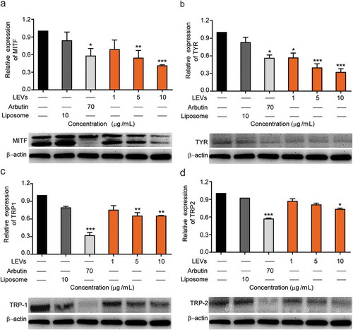 Figure 5. Expression levels of melanogenesis-related proteins in B16BL6 murine melanoma cells.