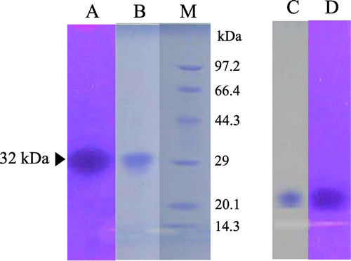 Fig. 6. PAGE of the yam chitinase purified from recombinant P. pastoris X-33.Notes: Lanes: A, B, and M, SDS-PAGE; C and D, native PAGE; A and D, chitinase activity staining; B, M, and C, protein staining; A, B, C, and D, purified chitinase; M, molecular markers.