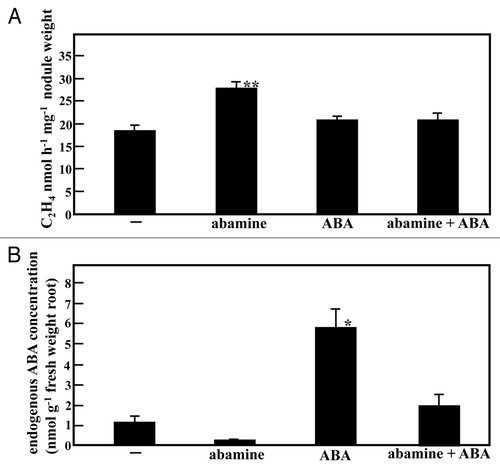Figure 1 Effects of ABAconcentration on nitrogen fixation activity. M. loti-inoculated plants were grown for 28 days on vermiculite-filled pots supplied with B & D medium. Plant roots 28 DAI were treated with 0.5 µM ABA, 20 µM abamine, with both ABA and abamine, or were untreated (B & D medium control), respectively, for 3 days. (A) ARA per nodule weight. (B) ABA concentration in root. At least 15 plants were used in acetylene reduction assay. Four different plants were used for the measurement of ABA concentration and 3 repeats were performed. Error bars indicate the standard error, and the significance of differences between untreated control and treated values was determined by the two-tailed multiple t-test with Bonferroni correction following ANOVA (three comparisons in four groups), *p < 0.05, **p < 0.01.
