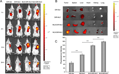 Figure 5 (A) Biodistribution of different formulations in 4T1 tumor-bearing mice after intravenous injection for various times, (B) The pictures of the tumors and organs removed from mice after 24 h, (C) The fluorescence intensity of the tumor tissues excised from the mice after being treated with different formulations at 24 h (***p < 0.001, results were expressed as mean ± SD, n = 3).