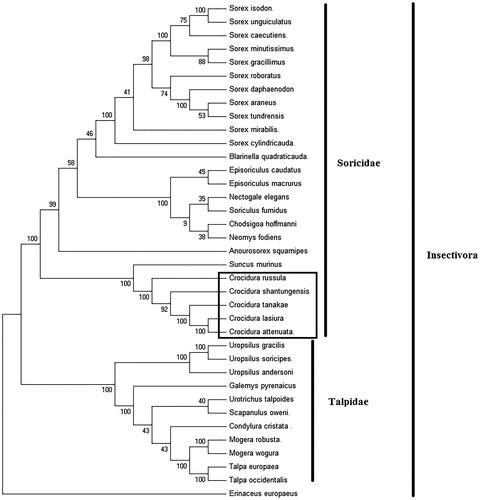 Figure 1. Phylogenetic tree generated using the Maximum Parsimony method based on complete mitochondrial genomes. Chodsigoa hoffmanni (MK940327), Crocidura tanakae (MN128390), Crocidura lasiura (KR007669), Crocidura shantungensis (JX968507), Crocidura attenuata (KP120863), Crocidura russula (AY769264), Episoriculus macrurus (KU246040), Episoriculus caudatus (KM503097), Neomys fodiens (KM092492), Nectogale elegans (KC503902), Anourosorex squamipes (KJ545899), Blarinella quadraticauda (KJ131179), Suncus murinus (KJ920198), Soriculus fumidus (AF348081), Sorex araneus (KT210896), Sorex cylindricauda (KF696672), Sorex unguiculatus (AB061527), Sorex tundrensis (KM067275), Sorex caecutiens (MF374796), Sorex roboratus (KY930906), Sorex isodon (MG983792), Sorex gracillimus (MF426913), Sorex mirabilis (MF438265), Sorex daphaenodon (MK110676), Sorex minutissimus (MH823669), Talpa europaea (Y19192), Urotrichus talpoides (AB099483), Uropsilus soricipes (JQ658979), Uropsilus gracilis (KM379136), Mogera wogura (AB099482), Mogera robusta (MK431828), Condylura cristata (KU144678), Galemys pyrenaicus (AY833419), Scapanulus oweni (KM506754), Talpa occidentalis (MF958963), Uropsilus andersoni (MF280389), and Erinaceus europaeus (NC002080).
