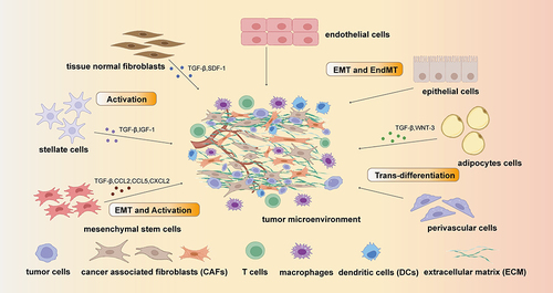 Figure 1 The origin of cancer associated fibroblast (CAFs): the main original cell of CAFs are tissue normal fibroblasts, stellate cells, mesenchymal stem cells, endothelial cells, epithelial cells, adipocytes cells and perivascular cells. These cells can transform into CAFs by Epithelial–mesenchymal transition (EMT) pathway and Endothelial-to-mesenchymal transition (EndMT) or be activated by cytokines including TGF-β, SDF-1, WNT-3, IGF-3, CCL2, CCL5 and CXCL2.
