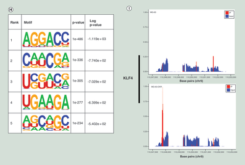 Figure 3. Overview of m6A methylation map in MG63 and MG63/Doxorubicin. (A) The expressions of METTL3 and ALKBH5 were significantly upregulated in MG63/DXR, whereas those of METTL14 and FTO were downregulated without significance when assessed by quantitative real-time-PCR. (B) Histogram plot showing relative band intensities for target protein/GAPDH from the right western-blot analysis for MG63 and MG63/DXR (C) scatter plot showing the expression value of four m6A-related genes from the right GEO2R analysis for nontumor initiating cells and tumor initiating cells in GSE33458. All data are presented as mean ± SD (n = 3, except for C), and analyzed using unpaired two-tailed Student’s t-test. (D) Volcano plots displaying the distinct m6A peaks (fold change ≥ 2 and p < 0.05). (E) Distribution of differentially methylated m6A sites with significance in chromosomes of human beings. (F) Accumulation of m6A peaks along transcripts. Each transcript is divided into three parts including 5′untranslated region, coding DNA sequence and 3′untranslated region. (G) Pie charts showing m6A peaks distribution in different gene context. (H) The top five motifs enriched across m6A peaks identified from MG63/DXR. (I) Data visualization of KLF4 mRNA m6A modification in MG63 and MG63/DXR.*p < 0.05; **p < 0.01; ***p < 0.001; ****p < 0.0001.CDS: Coding DNA sequence; DXR: Doxorubicin; UTR: Untranslated region; TIC: Tumor-initiating cell.