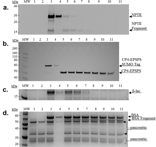 Figure 4. Simulated intestinal fluid digestibility. Denaturing SDS-PAGE 4–12% and with Coomassie blue and/or Western blot analyses of the simulated intestinal fluid(SIF)-digested NPTII and CP4-EPEPS proteins and controls. Lanes (M) Novex Sharp Unstained Standard. (1) SGF Reagent Blank, 0-minute incubation. (2) SGF Reagent Blank, 32 minute incubation. (3) Neutralized sample. (4) Neutralized sample (1:10 dilution of amount in lane 3). Sample digestions: (5) 30 seconds. (6) 1 minute. (7) 2 minutes. (8) 4 minutes. (9) 8 minutes. (10) 16 minutes. (11) 32 minutes.