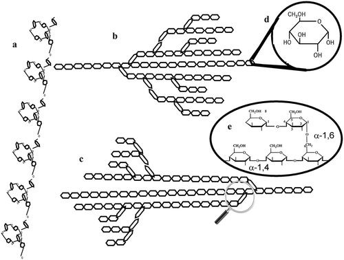 Figure 1. Schematic representation of a) a helical amylose and a possible structure of the amylopectin of b) complete and c) substituted triticales reported by Cornejo-Ramírez et al. (Citation2016). d) Glucose unit of the structure of both polymers and e) the α-1,4 glycosides links of linear chains and α-1,6 links of the branches.Figura 1. Representación esquemática de a) amilosa helicoidal y una posible estructura de amilopectina de triticales b) completo y c) sustituido reportados por Cornejo-Ramírez et al. (Citation2016). d) Unidad de glucosa de la estructura de ambos polímeros y e) El enlace glucosídico α-1,4 de las cadenas lineales y α-1,6 del enlace de las ramificaciones.