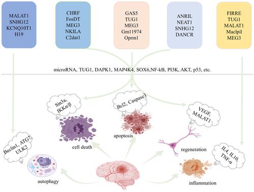 Figure 1 Overview of the effects of lncRNAs on neurological recovery. LncRNAs predominantly modulate autophagy, cell death, apoptosis, regeneration and inflammation through various pathways, and microRNAs are key players. Created with Biorender.com.