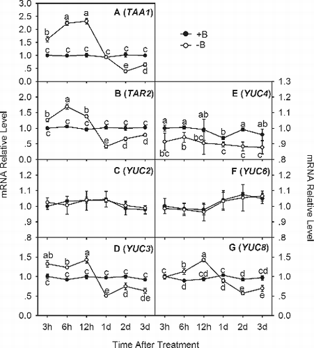 Figure 4. Quantitative real-time PCR analysis of IAA biosynthesis genes in trifoliate orange root tips: TAA1 (a), TAR2 (b), YUC2 (c), YUC3 (d), YUC4 (e), YUC6 (f) and YUC8 (g).
