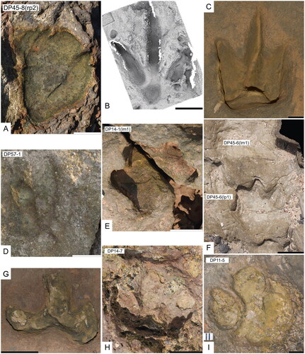 Fig. 12. Australian Mesozoic dinosaur tracks. A, Oobardjidama foulkesi (UQL-DP45-8[rp2]; topotype) right pedal track. Scale bar = 20 cm. B, Megalosauropus broomensis (ambient occlusion image of WAM 66.2.51: holotype) left pedal track. Scale bar = 10 cm. C, Skartopus australis (QM F10330; holotype) right pedal track. Scale bar = 1 cm. D, Yangtzepus clarkei (UQL-DP57-1; topotype) right pedal track. Scale bar = 10 cm. E, Garbina roeorum (UQL-DP14-1[lm1]; topotype [part]) left manal track. Scale bar = 10 cm. F, Luluichnus mueckei (UQL-DP45-6[lp1, lm1]; topotype) coupled left manual and pedal tracks. Scale bar = 10 cm. G, Wintonopus latomorum (QM F10319; holotype) right pedal track. Scale bar = 5 cm. H, Wintonopus middletonae (UQL-DP14-7; topotype) ?left pedal track. Scale bar = 10 cm. I, Walmadanyichnus hunteri (UQL-DP11-5; topotype) right pedal track. Scale bar = 10 cm. A–B, D–F and H–I from Salisbury et al. (Citation2017).