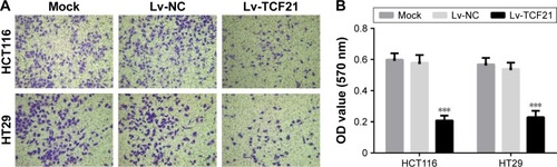 Figure 4 Overexpression of TCF21 represses the ability of invasion of HCT116 and HT29 cells.