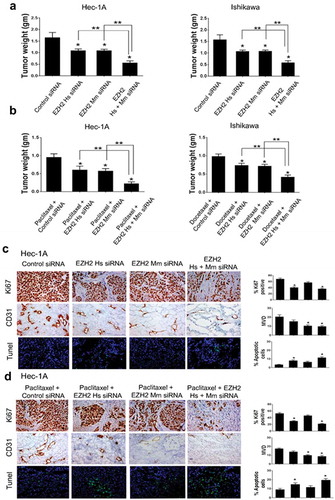 Figure 4. In vivo therapeutic and biological effects of EZH2 silencing on endometrial cancer. Mice inoculated with Hec-1A, or Ishikawa cells received siRNA/CN (control, human, mouse, or mixed EZH2) alone (a) or in combination with chemotherapy (b) at two weeks after cell line injection. Animals from all groups were euthanized when control animals became moribund. All tumors were harvested. Columns are mean tumor weights for each group. In vivo effect of EZH2 silencing on tumor cell proliferation (Ki67), angiogenesis (CD31), and apoptosis (TUNEL) by EZH2 siRNA/CN treatment alone (c) or in combination with chemotherapy (d). Immunohistochemical staining was performed for Hec-1A cell bearing mice. Error bars represent SEM. *, p < .05 compared to control siRNA/CN. **, p < .05 between connected bars.