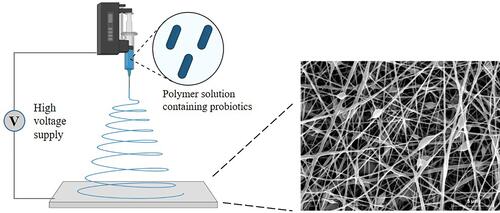 Figure 3 Illustration of electrospun nanofibers containing probiotics. Figures were partly adapted with permission from López-Rubio A, Sanchez E, Sanz Y, Lagaron JM. Encapsulation of living bifidobacteria in ultrathin PVOH electrospun fibers. Biomacromolecules. 2009;10(10):2823–2829. Copyright © 2009, American Chemical Society.Citation154