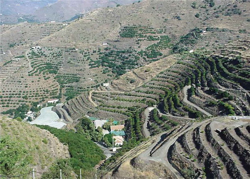 Figure 1. Orchard terraces for subtropical farming in SE Spain.