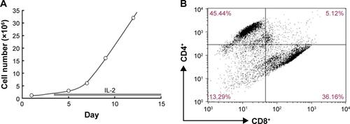 Figure S1 Artificial T-cell expansion (A) and the cell ratio of CD4+ and CD8+ T cells after 9-day expansion (B).
