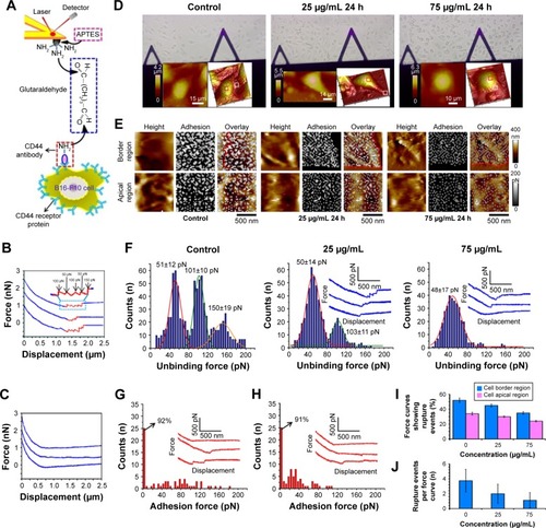 Figure 6 The specific interaction between CD44 and living B16-F10 cells, as investigated by AFM force spectroscopy and force mapping.Notes: (A) Schematic representation of the strategy used for the immobilization of CD44 onto the AFM tip. (B and C) Representative force curves recorded with CD44-functionalized tip and bare tip on control cells. (D) AFM images of living cells treated without DTIC and with 25 and 75 μg/mL DTIC for 24 hours. (E) AFM topography images, CD44 recognition image of the B16-F10 cell surface using a CD44 antibody-functionalized AFM tip. (F) Histograms of CD44− live cell specific unbinding forces and typical force curves. (G) Force curves and adhesion force histogram obtained after CD44 binding sites were blocked. (H) Force curves and histograms obtained using a BSA tip. (I, J) Percentage of force curves showing rupture events and average number of rupture events per force curve, as acquired with CD44-modified probes with live B16-F10 cells treated without DTIC and treated with 25 and 75 μg/mL DTIC for 24 hours, respectively. Similar data were obtained using more than three different probes and independent samples.Abbreviations: AFM, atomic force microscopy; BSA, bovine serum albumin; DTIC, dacarbazine.