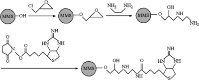 Figure 1 Scheme of activation and immobilization of MPVAMS with NHS-iminobiotin.