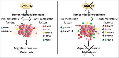 Figure 7. Model of the role of DNA-PKcs in regulating the tumor microenvironment. In the presence of DNA-PKcs, tumor cells maintain the balance between pro- and anti-metastatic secreted factors (left). In the absence of DNA-PKcs, this balance is modified. DNA-PKcs knockdown leads to the secretion of anti-metastatic factors, such as TIMP-2, α-2M, MMP-8, HSPG2 and FBLN-1, and to downregulation of the secretion of pro-metastatic factors, such as MMP-1 and MMP-14 (right). The absence of DNA-PKcs therefore inhibits cell migration and invasion, thereby preventing tumor metastasis.