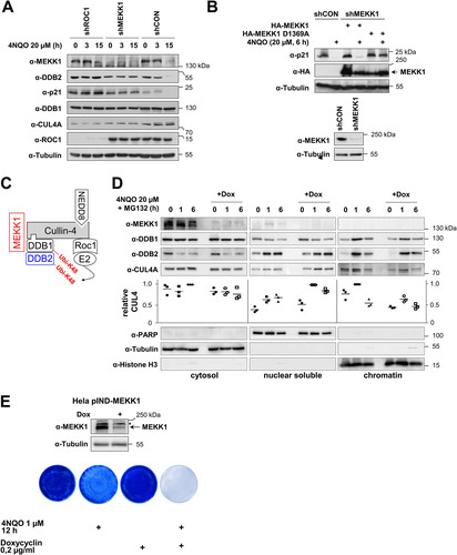 FIG 6 MEKK1 contributes to damage-induced degradation of p21 and DDB2 and cell survival. (A) HEK293 cells were transfected to express plasmids encoding specific shRNAs targeting ROC1, MEKK1, or a scrambled control and selected for 5 days with puromycin. Subsequently, cells were treated for various periods with 4NQO, and expression of the indicated proteins was revealed by immunoblotting. (B) HEK293 cells were transfected to express MEKK1-specific or control shRNAs and selected for 5 days with puromycin. Subsequently, cells were reseeded and transfected as shown with shRNA-resistant forms of MEKK1 and its mutants, followed by 4NQO treatment and Western blotting to detect p21 degradation (top) and MEKK1 knockdown (bottom). (C) Schematic summary of the results. (D) HeLa cells allowing the Dox-inducible expression of miR30-based shRNA for MEKK1 were generated (HeLa pIND-MEKK1) and treated for 4 days with Dox. Cells were then exposed for the indicated periods to 4NQO (to induce DNA damage) and MG132 (to prevent degradation of DDBs), followed by fractionation of cells into cytosolic, nuclear, and chromatin fractions. These fractions were analyzed for the kinetics of inducible CUL4A and DDB2 import into the nucleus and chromatin. The purity of the fractions was controlled by blotting for tubulin (cytosol), PARP (nuclear soluble), and histone H3 (chromatin). The relative levels of CUL4A in the various fractions was quantified using the ChemiDoc imaging system, and relative protein amounts were normalized to the marker protein of the respective fraction. Maximal expression in each fraction was arbitrarily set to 1; the median values are indicated. (E) HeLa pIND-MEKK1 cells were treated with Dox and/or 4NQO as shown. While cells from two dishes were lysed 4 days after Dox treatment and further tested for efficient MEKK1 knockdown, dishes containing the other cells were washed, and cells were further grown to form colonies for 1 week. Cells were stained with crystal violet. Representative results are shown.