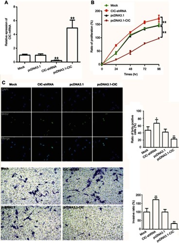 Figure 6 CIC inhibits cell proliferation, invasion in RCC cells. Notes: (A) mRNA levels of CIC in 786-O cells transfected with CIC silencing plasmid (CIC-shRNA), CIC overexpressed plasmid (pcDNA3.1-CIC) or negative controls (pcDNA3.1). (B) CCK-8 assay of 786-O cells transfected with indicated molecular. (C) Representative images and quantification of the BrdU cell proliferation assay (400×). (D) Representative images and quantification of 786-O invasive cells transfected with indicated molecular. *P<0.05, vs mock group; **P<0.01, vs mock group.Abbreviations: CIC, capicua homology protein; RCC, renal cell carcinoma cancer. 