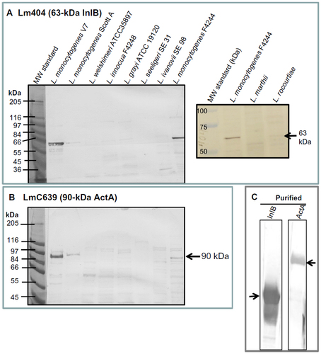 Figure 2 Western blot analysis of Listeria surface proteins with (A) Lm404 polyclonal antibody developed against internalin B (63 kDa) and (B) LmC639 polyclonal antibody developed against ActA (90 kDa). (C) Purified internalin B (63 kDa band) and ActA (90 kDa) are included as controls.