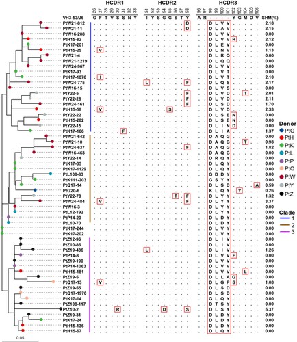 Figure 2. Sequence analysis of the VH3-53-J6 clonotype. Maximum-likelihood (ML) tree (left panel) and multiple alignments of amino acid sequences (middle panel) are shown. Somatic hypermutation rates of each sequence are also shown (right panel). Different coloured circles in the ML tree represent sequences that derived from different COVID-19 patients. Different coloured lines represent sequences that belong to different clades.