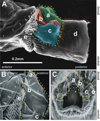 Figure 6. Scanning electron micrographs of the furca and furcal folds. [A] Lateral view with internal structures extruded, [B] lateral view, unextended, [C] posterior view. In each image, the vaginal furca is indicated by the yellow dashed line. a. vaginal furcal dorsal fold, b. vaginal furcal dorsolateral fold, c. vaginal furcal lateral fold, d. uterine furca. Not shown in the figure is the portion of the uterine furca that extends internally until the entry point of the spermathecal and accessory gland ducts into the genital chamber. e. oviprovector scales.