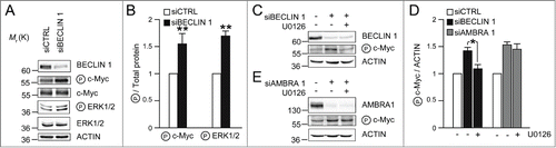 Figure 2. BECLIN 1 and AMBRA1 affect c-Myc phosphorylation in ERK1/2 dependent and independent manner, respectively. (A) H1975 lung cancer cells were treated with oligo-interference against BECLIN 1 (siBECLIN 1) or with aspecific oligonucleotides (siCTRL). Protein extracts were analyzed by SDS-PAGE and Western Blot using antibodies against BECLIN 1, P c-MycS62, c-Myc, P ERK1/2, ERK1/2 and ACTIN. (B) Densitometric analysis of the Western Blot shown in (A), performed using the ImageJ software; the average of the values from different experiments related to the control ratio was arbitrarily defined as 1.00. The band density ratio of phosphorylated proteins (P c-MycS62 and P ERK1/2) relative to total proteins (c-Myc and ERK1/2, respectively), are analyzed, with the control ratio arbitrarily defined as 1.00. n = 3 extracts prepared from independent experiments; data are presented as means ± s.d. and significance is *P ≤ 0.05 and **P ≤ 0.005. (C) Cells were treated as in (A) and, where indicated, were incubated with U0126 (5 μM) for 6 hours. (D) Densitometric analysis of the Western Blots shown in (C) and (E) was performed as described in (B). The band density ratio of P c-MycS62 relative to ACTIN is analyzed, with the control ratio arbitrarily defined as 1.00. n = 3 extracts prepared from independent experiments; data are presented as means ± s.d. and significance is *P ≤ 0.05.