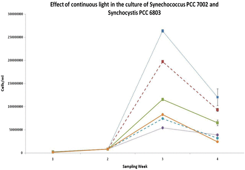 Fig. 3(b). Effect of continuous light in the growth of selected cyanobacteria. Both Synechococcus PCC 7002 and Synechocystis PCC 6803 appeared to reach maximum growth on day 21 (week 3). Moreover, Synechococcus PCC 7002 grew best at lower light intensities, while Synechocystis PCC 6803 showed faster growth under high light intensities. It is worth noting that the maximum cell densities achieved was ten-fold lower than when grown under intermittent light. Error bars indicate standard deviation (n = 3).