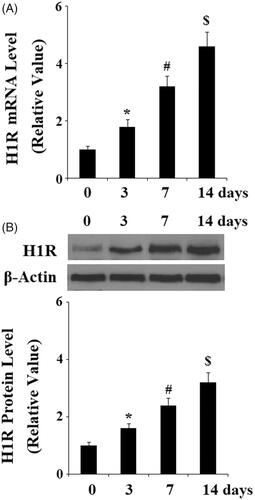 Figure 2. Expression of Histamine H1 receptor (H1R) was increased during osteoblast differentiation process of MC3T3-E1 cells. Pre-osteoblast MC3T3-E1 cells were cultured with osteogenic medium (OM) for various time durations (0, 3, 7 and 14 days). (A) Real-time PCR analysis of H1R; (B) Western blot analysis of H1R (*, #, $, P < .01 vs. previous column group).