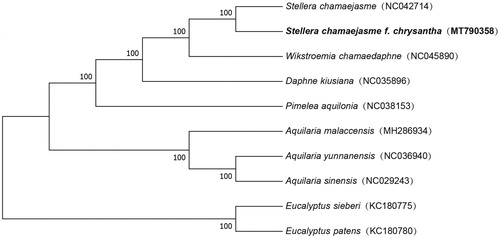Figure 1. The Neighbor-joining phylogenetic tree based on 10 complete chloroplast genome sequences.