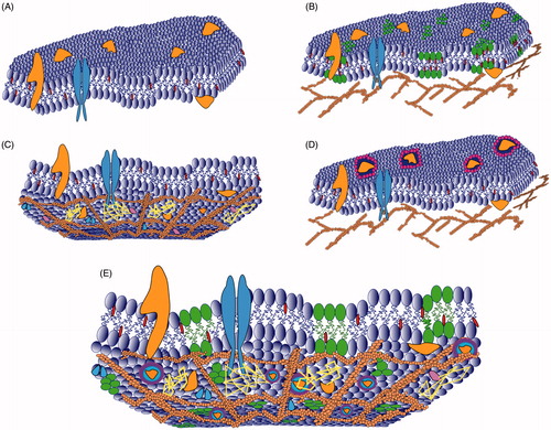 Figure 1. Different plasma membrane models. (A) Fluid mosaic model presents the plasma membrane as a two-dimensional liquid in which proteins (orange and blue shapes) are homogenously distributed in the lipid bilayers (dark blue). This model allows the possibility of rapid lateral diffusion of lipids and proteins within the membrane. (B) The lipid raft model proposes the existence of small regions (green shapes) enriched in cholesterol (red shapes) and sphingolipids. (C) The picket fence model suggests that transmembrane proteins act as “pickets” (orange pink and blue shapes) and the membrane skeleton as “fences” (dark orange net). The membrane skeleton confines the diffusion of membrane components due to collision. The membrane is depicted from cytosolic side. (D) The lipid shell model suggests that 25% of the cell membrane surface contains proteins (orange shapes) which are surrounded by lipid rings (purple and pink). (E) The models are exclusive and it is likely that different various membrane domains and compartments coexist in the plasma membrane.