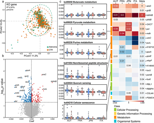 Figure 2. Adenoma-associated microbial functional alterations. (a) PCoA of microbial functional KO genes showing that gut microbiota differed between adenoma patients and healthy controls (P = .014). P values of beta diversity based on Bray–Curtis distance were calculated with PERMANOVA. Each point in the PCoA plots represents a sample and the colors of points represent different groups. (b) Volcano plot showing the differential KO genes in all samples identified via MMUPHin. Each point represents a KO gene. Coefficient > 0, P < .05 (in red): genes significantly more abundant in adenoma compared with control; Coefficient < 0, P < .05 (in blue): genes significantly less abundant in adenoma compared with control; P > .05 (in gray): non-differential genes. (c) The box plots (left) show the relative abundances of pathways in adenoma (red) and control (blue). Heatmap (right) shows the abundances of relevant differential KO genes in each of the four cohorts. Coefficient values were calculated via MaAsLin2 in each cohort and MMUPHin in meta-analysis with red for down-expression and blue for over-expression in adenoma patients compared with healthy controls. Only P values <.05 are shown in the cells.
