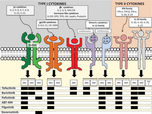 Figure 1. Selectivity of jakinibs for different JAK isoforms and cytokine signaling via JAK/STAT pathways. JAKs are tyrosine kinases that become capable to bind the intracellular portion of several type I and II cytokine receptors upon ligation of the receptor by the cytokine.A plethora of cytokines with disparate functions signal through JAK/STAT: γc-cytokines are involved in lymphocyte development and homeostasis; the gp-130 cytokine and the related dimeric cytokine family involve both pro- (IL-6, IL-12, IL-23) and anti-inflammatory (IL-27, IL-35) cytokines, the βc- and the hormone-like cytokines family involves critical growth factors for hematopoiesis like EPO, GM-CSF and G-CSF, and other hormones and growth factors. Important type II cytokines that use JAK/STAT pathways are the interferons (both type I and II) and the IL-10 family. The latter involves the anti-inflammatory IL-10, IL-20 critical for osteoclast formation and 22 involved in epithelial barriers integrity.The interaction between the activated receptors and homo- or heterodimers of JAK leads to the phosphorylation of the receptors, which, in turns allows the ligation phosphorylation and activation of STATs that enter the nucleus and regulate gene transcription.Each cytokine receptor can activate more than one isoform of JAK, except for the γc chain of the receptor of γc -cytokines, which can only activate JAK3. Further complexity is added by the fact that each JAK isoform can activate different isoforms of STATs for downstream signaling. Tofacitinib is considered a pan-JAK inhibitor, active on JAK1, 2 and 3. Baricitinib is selective for JAK 1 and 2, peficitinib for JAK 1 and 3. Filgotinib and ABT-494 are JAK-1 selective agents, while decernotinib is a selective JAK3 inhibitor.In the figure the cytokine pathways that are supposed to be predominantly blocked based on jakinibs selectivity are shown. Nevertheless, current data do not allow to determine whether those different selectivities do result in real differences in terms of efficacy or safety. Likewise, as each JAK isoform is involved in a number of cytokine pathways, it is not clear whether blockade of a single JAK isoform interferes with all these pathways and, if so, with the same potency. Hence, the patterns of (potentially) blocked cytokines can only partially explain the efficacy and tolerance profile of jakinibs.